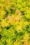 Acer palmatum orange lace plante de jardin 1