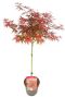Acer palmatum shaina op stam