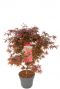 Acer palmatum shaina plant 24