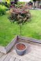 Acer palmatum shaina plante de jardin p 19