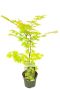 Acer shirasawanum jordan p19