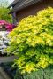 Acer shirasawanum jordan plante de jardin p19