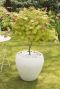 Acer shirasawanum moonrise plante de jardin p19