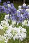 Agapanthus blue white mix bulbes a fleurs