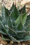 Agave montana plante de jardin p24