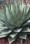 Agave neomexicana plante de jardin p22