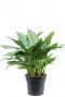 Aglaonema freedman 5