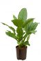 Aglaonema freedman hydro plant