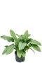 Aglaonema freedman hydrocultuur plant 1
