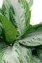Aglaonema silver bay 1