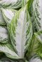Aglaonema silver bay