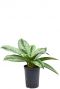 Aglaonema silver frost hydro