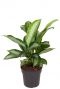 Aglaonema silver moon