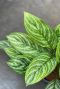 Aglaonema stripes blad 