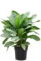 Aglaonema stripes plant 1