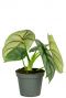Alocasia boutures