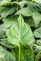 Alocasia cucullata blad 2