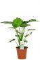 Alocasia cucullata kamerplant
