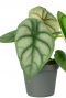 Alocasia plants