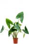 Alocasia zebrina 2