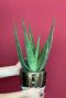 Plante Aloe vera 