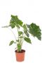 Alocasia Portodora