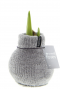 Amaryllis cozy fluffy grijs