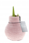 Amaryllis cozy fluffy roze
