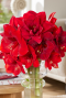 Amaryllis kolibri rood sfeer