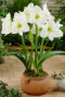 Amaryllis velvet classic wit sfeer
