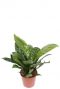 Anthurium antingo plant