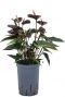 Anthurium black