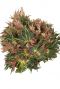 Aparte kamerplant begonia