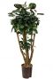 Aralia fabian kamerplant hydrocultuur