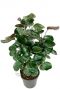 Aralia fabian plant 1