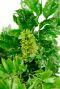 Aralia nieuw blad