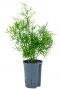 Asparagus falcatus