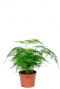 Asparagus plumosus plante d'intérieur 1