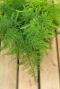 Asparagus plumosus feuille souple