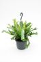 Asplenium Crissie