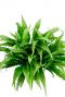 Asplenium grote groene plant