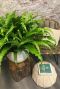 Asplenium osaka kamerplant