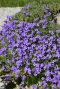 Aubrieta hamburger stadtpark plante de jardin