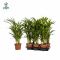 Syngonium Red Spot blad