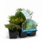  Plantes aquatiques riches en oxygène en pack de six
