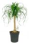 Beaucarnea recurvata olifantenpoot 3