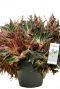 Begonia kamerplant