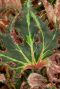 Begonia plant