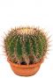 Echinocactus ingens