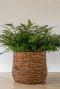Bruin plantenmand bob